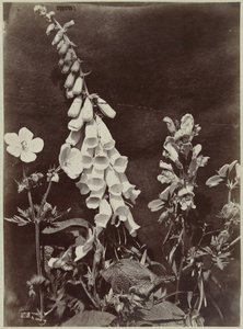 Blomsterstilleben med fingerbøtte af Charles Hippolyte Aubry
