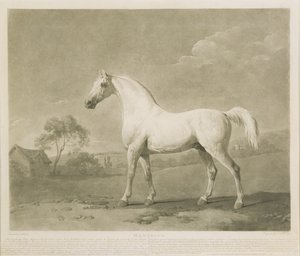 Mambrino, efter George Stubbs, 1788 (mezzotint)