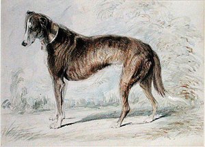 Lurcher (akvarel & kropsfarve og blyant på tonet papir)