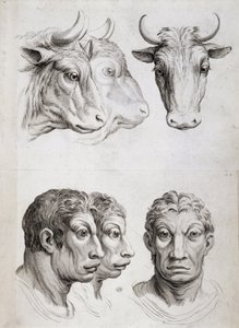 Mænd/kvæg sammenligning af Charles Le Brun