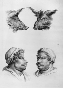 Ligheder mellem hovedet af en orne og en mand, fra 