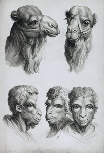 Ligheder mellem et kamelhoved og et menneskehoved, fra "Livre de portraiture pour ceux qui commencent a dessiner" af Le Brun
