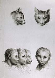 Ligheder mellem hovedet af en kat og en mand, fra 