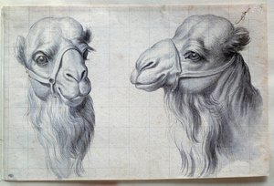 Studier af to kamelhoveder Tegning af Charles Lebrun (Le Brun) (1619-1690) 1600-tallet. Svag. 0,22x0,32 m. Paris, Louvre-museet af Charles Le Brun