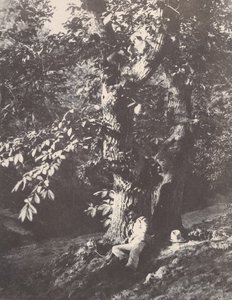 Mand tilbagelænet ved foden af ​​et kastanjetræ, 1850-53. af Charles Marville