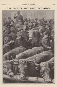 Kvæg fra de kongelige gårde i Windsor til salg på Slough kvægmarked, Berkshire (litho)