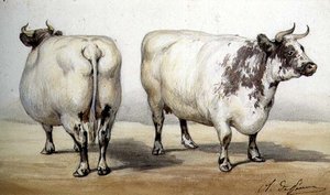 Studie af to langhornede køer (akvarel)