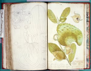 Fru 23 Kardemomme, fra et manuskript om planter fra Antillerne og Santo Domingo af Charles Plumier