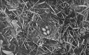 Nest of Skylark, c1882, 1912 af Charles Reid