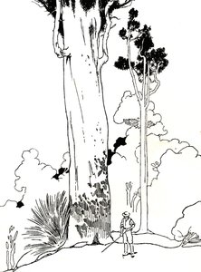 Et Kauri-træ, 1912 af Charles Robinson