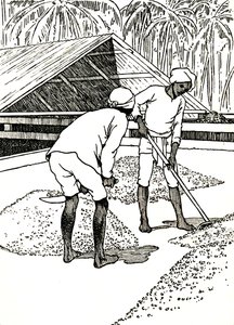 Tørring af kakaoen, 1912 af Charles Robinson