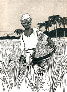 Indsamling af ananas, 1912 af Charles Robinson