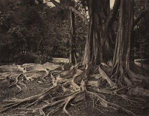 Rubber Tree, Assam, Indien (Ficus Elastica)