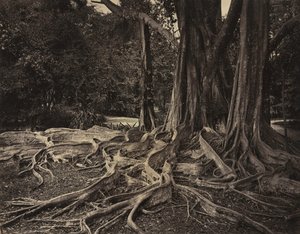 Rubber Tree, Assam, Indien Ficus Elastica, ca. 1880