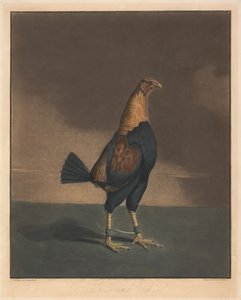 Hanekamp [et par]:  2. Den trimmede hane af Charles Turner