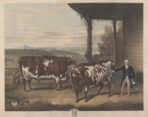 To Durham Oxen af Charles Turner