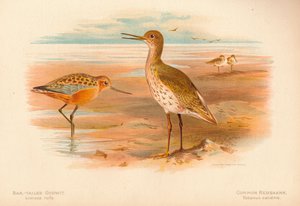 Stanghalestorwit Limosa rufa, Almindelig Rødbens Totanus, 1900, 1900 af Charles Whymper