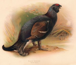 Grouse Tetrao tetrix, 1900, 1900