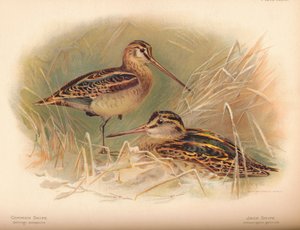 Almindelig Snipe Gallinago scolopacina, Jack Snipe Limnocryptes gallinula, 1900, 1900