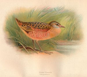 Majssnurre Crex pratensis, 1900, 1900 af Charles Whymper