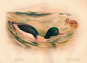 Goosander Merganser hjul, Harlekin Duck Cosmonetta histrionica, 1900, 1900 af Charles Whymper