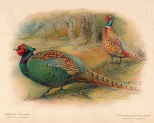 Japansk fasan Phasaianus versicolor, ringhalset fasan Phasaianus torquatus, 1900, 190