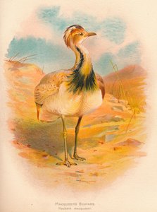 Macqueens Bustard Houbara macqueeni, 1900, 1900 af Charles Whymper