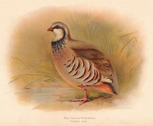 Rødbenet Agerhøne Caccabus rufa, 1900, 1900