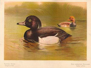 Tufted Duck Fuligata cristata, Rød-Krested Pochard Netta rufina, 1900, 1900