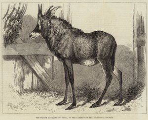 Hesteantilopen i Nubia, i Zoologisk Selskabs haver af Charles William Carter