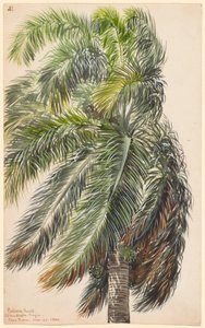 Palma Real af Charles de Wolf Brownell