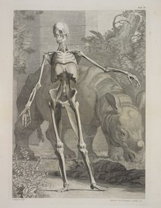Skelet og næsehorn, tabeller over skelet og muskler i den menneskelige krop, af Bernhard Siegfried Albinus af Charles the Elder Grignion