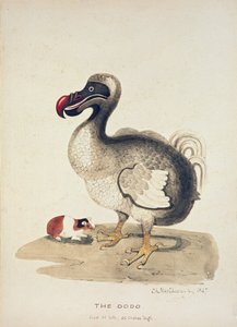 Studie af en Dodo og et marsvin, 1847 af Charlotte Augusta Spencer Churchill