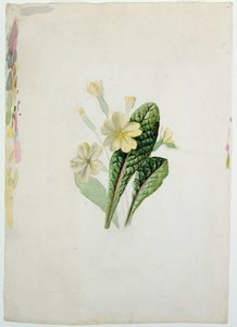 Studie af en primula, ca. 1830 (wc på papir)