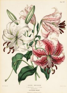 Japanske liljesorter, Lilium specioseum af Charlotte Caroline Sowerby