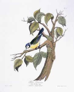 Blåmejse af Charlotte L. E. Perrott