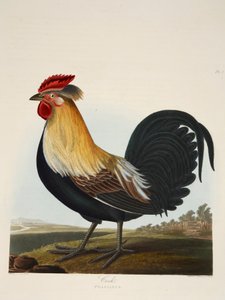 Cock, Phasianus, pub. 1835 Håndfarvet gravering. af Charlotte Lousia Emily Perrott