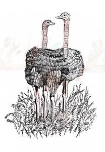 Flamingoer, 2018 (pen og blæk) af Charlotte Orr