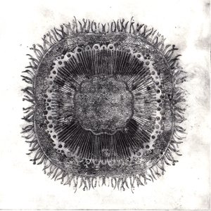 Planteceller, 2019 (tørpunktsætsning) af Charlotte Orr