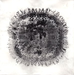 Planteceller, 2019 (tørpunktsætsning) af Charlotte Orr