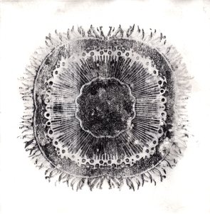 Planteceller, 2019 (tørpunktsætsning) af Charlotte Orr