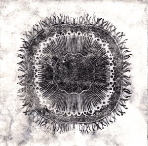 Planteceller, 2019 (tørpunktsætsning)