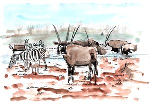 Safari, 2018 (blæk og akvarel) af Charlotte Orr