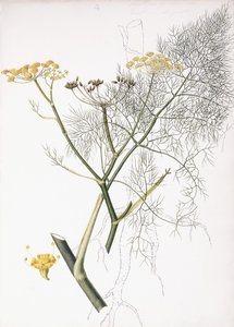 Et botanisk studie, 1822-1845 af Charlotte Strickland