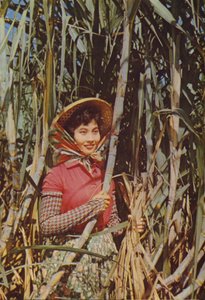 Taiwan: Rørsukker af Chinese Photographer