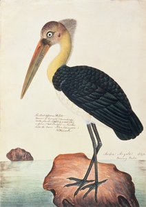 Ardea Argala, fra Tegninger af fugle fra Malacca, ca. 1805-18 (wc på papir) af Chinese School
