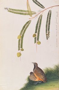 Barred Buttonquail, fra Tegninger af Fugle fra Malacca, ca. 1805-18 (wc på papir) af Chinese School