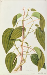 Betel Leaf, fra Fifty-Five Drawings of Medicinal Plants of Malacca, bind 1, c.1805-18 (wc på papir) af Chinese School