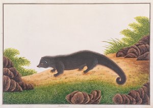 Binturong, fra tegninger af dyr, insekter og krybdyr fra Malacca, ca. 1805-18 (wc & gouache på papir) af Chinese School