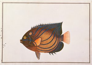 Blåringet Angelfish, fra tegninger af fisk fra Malacca, ca. 1805-18 (wc på papir) af Chinese School